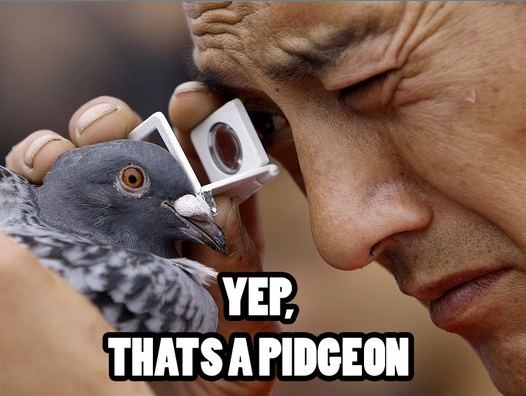 Yup-its-a-pidgeon.png