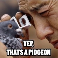 Yep that's a pigeon Yup-its-a-pidgeon.png