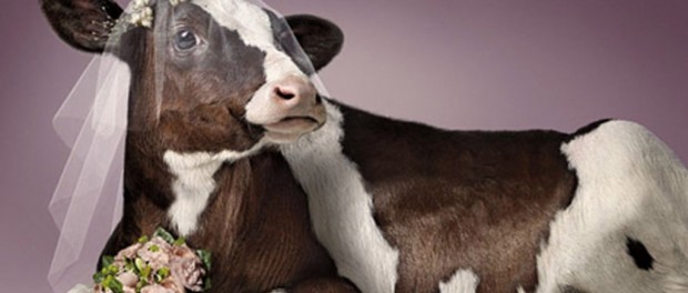 silly_cows_