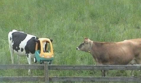 14 Cows looking just silly – Page 2 – dailyhumor.co.uk