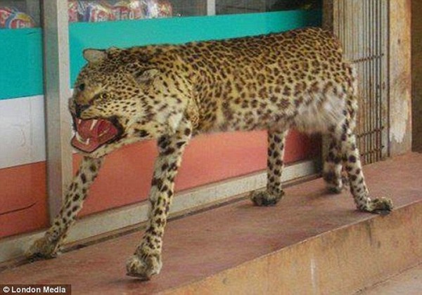 leopardorbench