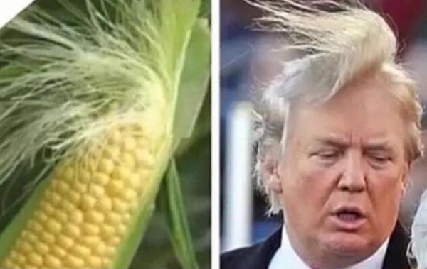 trump_corn