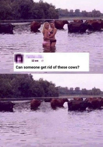 get_rid_of_these_cows