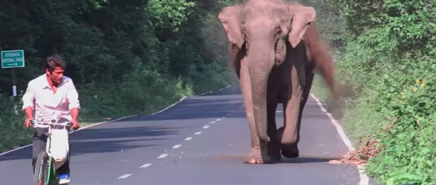 elephant_featured